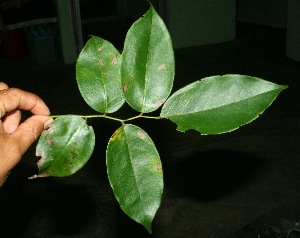  ( - BioBot11425)  @11 [ ] CreativeCommons - Attribution Non-Commercial Share-Alike (2010) Daniel H. Janzen Guanacaste Dry Forest Conservation Fund