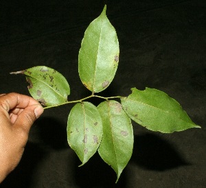  ( - BioBot11425)  @11 [ ] CreativeCommons - Attribution Non-Commercial Share-Alike (2010) Daniel H. Janzen Guanacaste Dry Forest Conservation Fund