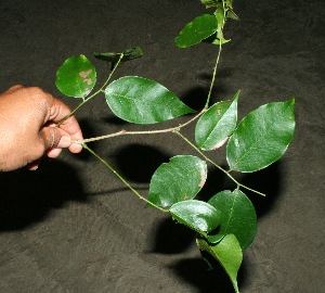  ( - BioBot11425)  @11 [ ] CreativeCommons - Attribution Non-Commercial Share-Alike (2010) Daniel H. Janzen Guanacaste Dry Forest Conservation Fund