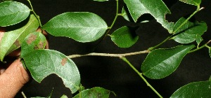  ( - BioBot11426)  @11 [ ] CreativeCommons - Attribution Non-Commercial Share-Alike (2010) Daniel H. Janzen Guanacaste Dry Forest Conservation Fund