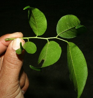  ( - BioBot11426)  @11 [ ] CreativeCommons - Attribution Non-Commercial Share-Alike (2010) Daniel H. Janzen Guanacaste Dry Forest Conservation Fund