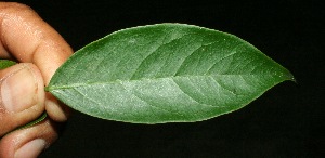  ( - BioBot11426)  @11 [ ] CreativeCommons - Attribution Non-Commercial Share-Alike (2010) Daniel H. Janzen Guanacaste Dry Forest Conservation Fund