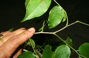  ( - BioBot11427)  @11 [ ] CreativeCommons - Attribution Non-Commercial Share-Alike (2010) Daniel H. Janzen Guanacaste Dry Forest Conservation Fund