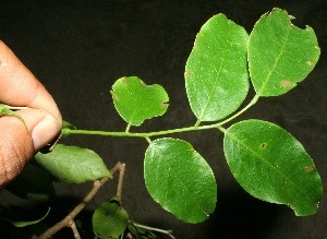  ( - BioBot11427)  @11 [ ] CreativeCommons - Attribution Non-Commercial Share-Alike (2010) Daniel H. Janzen Guanacaste Dry Forest Conservation Fund