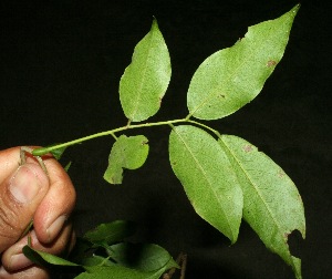 ( - BioBot11427)  @11 [ ] CreativeCommons - Attribution Non-Commercial Share-Alike (2010) Daniel H. Janzen Guanacaste Dry Forest Conservation Fund