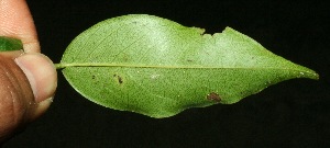  ( - BioBot11427)  @11 [ ] CreativeCommons - Attribution Non-Commercial Share-Alike (2010) Daniel H. Janzen Guanacaste Dry Forest Conservation Fund