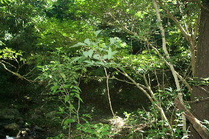  ( - BioBot11490)  @11 [ ] CreativeCommons - Attribution Non-Commercial Share-Alike (2010) Daniel H. Janzen Guanacaste Dry Forest Conservation Fund