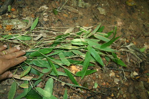  ( - BioBot11495)  @11 [ ] CreativeCommons - Attribution Non-Commercial Share-Alike (2010) Daniel H. Janzen Guanacaste Dry Forest Conservation Fund