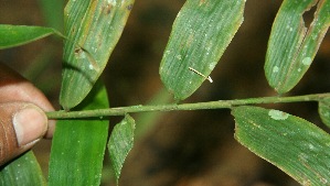  ( - BioBot11495)  @11 [ ] CreativeCommons - Attribution Non-Commercial Share-Alike (2010) Daniel H. Janzen Guanacaste Dry Forest Conservation Fund