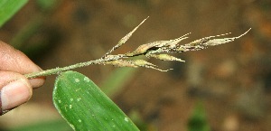  ( - BioBot11495)  @11 [ ] CreativeCommons - Attribution Non-Commercial Share-Alike (2010) Daniel H. Janzen Guanacaste Dry Forest Conservation Fund