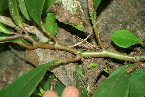  ( - BioBot11498)  @11 [ ] CreativeCommons - Attribution Non-Commercial Share-Alike (2010) Daniel H. Janzen Guanacaste Dry Forest Conservation Fund