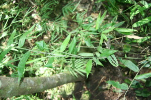  ( - BioBot11499)  @11 [ ] CreativeCommons - Attribution Non-Commercial Share-Alike (2010) Daniel H. Janzen Guanacaste Dry Forest Conservation Fund