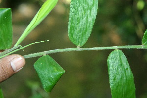  ( - BioBot11499)  @11 [ ] CreativeCommons - Attribution Non-Commercial Share-Alike (2010) Daniel H. Janzen Guanacaste Dry Forest Conservation Fund
