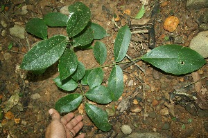  (Lonchocarpus felipei - BioBot11500)  @11 [ ] CreativeCommons - Attribution Non-Commercial Share-Alike (2010) Daniel H. Janzen Guanacaste Dry Forest Conservation Fund