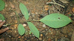  (Lonchocarpus felipei - BioBot11500)  @11 [ ] CreativeCommons - Attribution Non-Commercial Share-Alike (2010) Daniel H. Janzen Guanacaste Dry Forest Conservation Fund