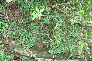  ( - BioBot11512)  @11 [ ] CreativeCommons - Attribution Non-Commercial Share-Alike (2010) Daniel H. Janzen Guanacaste Dry Forest Conservation Fund