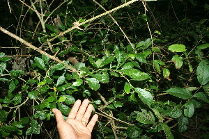  ( - BioBot11514)  @11 [ ] CreativeCommons - Attribution Non-Commercial Share-Alike (2010) Daniel H. Janzen Guanacaste Dry Forest Conservation Fund