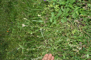  ( - BioBot11517)  @11 [ ] CreativeCommons - Attribution Non-Commercial Share-Alike (2010) Daniel H. Janzen Guanacaste Dry Forest Conservation Fund