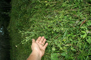 ( - BioBot11518)  @11 [ ] CreativeCommons - Attribution Non-Commercial Share-Alike (2010) Daniel H. Janzen Guanacaste Dry Forest Conservation Fund
