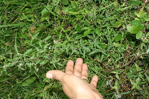  (Schwenckia americana - BioBot11520)  @11 [ ] CreativeCommons - Attribution Non-Commercial Share-Alike (2010) Daniel H. Janzen Guanacaste Dry Forest Conservation Fund