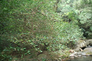  ( - BioBot11540)  @11 [ ] CreativeCommons - Attribution Non-Commercial Share-Alike (2010) Daniel H. Janzen Guanacaste Dry Forest Conservation Fund