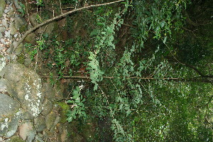  ( - BioBot11541)  @11 [ ] CreativeCommons - Attribution Non-Commercial Share-Alike (2010) Daniel H. Janzen Guanacaste Dry Forest Conservation Fund