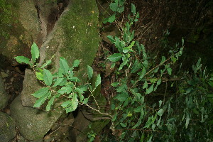  ( - BioBot11542)  @11 [ ] CreativeCommons - Attribution Non-Commercial Share-Alike (2010) Daniel H. Janzen Guanacaste Dry Forest Conservation Fund