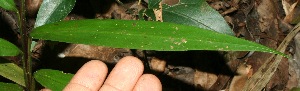  ( - BioBot11552)  @11 [ ] CreativeCommons - Attribution Non-Commercial Share-Alike (2010) Daniel H. Janzen Guanacaste Dry Forest Conservation Fund