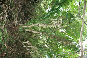  ( - BioBot11556)  @11 [ ] CreativeCommons - Attribution Non-Commercial Share-Alike (2010) Daniel H. Janzen Guanacaste Dry Forest Conservation Fund