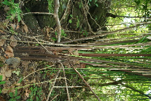  ( - BioBot11556)  @11 [ ] CreativeCommons - Attribution Non-Commercial Share-Alike (2010) Daniel H. Janzen Guanacaste Dry Forest Conservation Fund