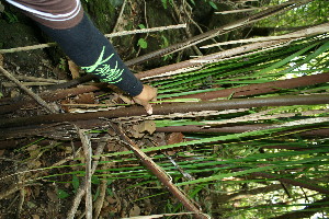  ( - BioBot11556)  @11 [ ] CreativeCommons - Attribution Non-Commercial Share-Alike (2010) Daniel H. Janzen Guanacaste Dry Forest Conservation Fund