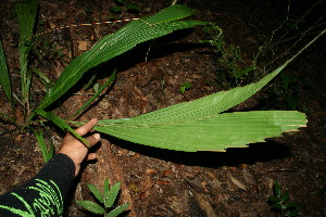  ( - BioBot11557)  @11 [ ] CreativeCommons - Attribution Non-Commercial Share-Alike (2010) Daniel H. Janzen Guanacaste Dry Forest Conservation Fund
