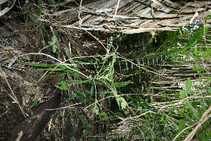  ( - BioBot11558)  @11 [ ] CreativeCommons - Attribution Non-Commercial Share-Alike (2010) Daniel H. Janzen Guanacaste Dry Forest Conservation Fund