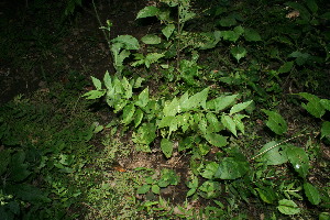  ( - BioBot11560)  @11 [ ] CreativeCommons - Attribution Non-Commercial Share-Alike (2010) Daniel H. Janzen Guanacaste Dry Forest Conservation Fund
