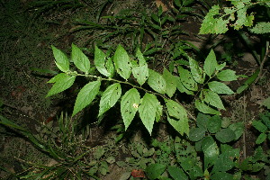  ( - BioBot11561)  @11 [ ] CreativeCommons - Attribution Non-Commercial Share-Alike (2010) Daniel H. Janzen Guanacaste Dry Forest Conservation Fund