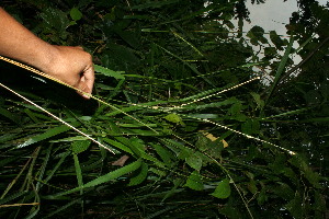 (Paspalum brachiaria - BioBot11588)  @11 [ ] CreativeCommons - Attribution Non-Commercial Share-Alike (2010) Daniel H. Janzen Guanacaste Dry Forest Conservation Fund