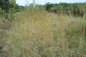  ( - BioBot11597)  @11 [ ] CreativeCommons - Attribution Non-Commercial Share-Alike (2010) Daniel H. Janzen Guanacaste Dry Forest Conservation Fund