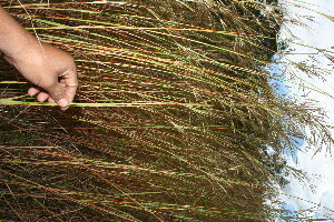  ( - BioBot11598)  @11 [ ] CreativeCommons - Attribution Non-Commercial Share-Alike (2010) Daniel H. Janzen Guanacaste Dry Forest Conservation Fund