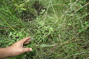  ( - BioBot11607)  @11 [ ] CreativeCommons - Attribution Non-Commercial Share-Alike (2010) Daniel H. Janzen Guanacaste Dry Forest Conservation Fund