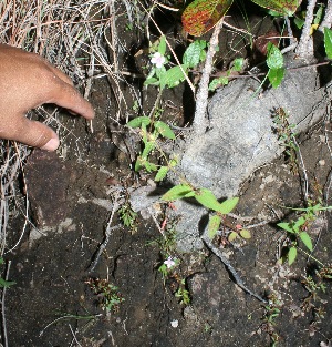  ( - BioBot11617)  @11 [ ] CreativeCommons - Attribution Non-Commercial Share-Alike (2010) Daniel H. Janzen Guanacaste Dry Forest Conservation Fund