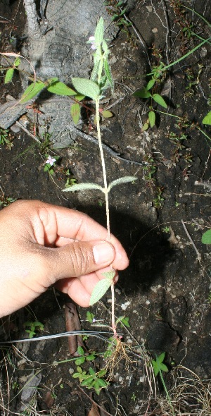  ( - BioBot11617)  @11 [ ] CreativeCommons - Attribution Non-Commercial Share-Alike (2010) Daniel H. Janzen Guanacaste Dry Forest Conservation Fund