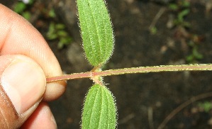  ( - BioBot11617)  @11 [ ] CreativeCommons - Attribution Non-Commercial Share-Alike (2010) Daniel H. Janzen Guanacaste Dry Forest Conservation Fund