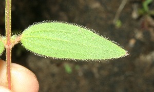  ( - BioBot11617)  @11 [ ] CreativeCommons - Attribution Non-Commercial Share-Alike (2010) Daniel H. Janzen Guanacaste Dry Forest Conservation Fund