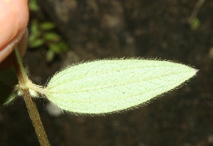  ( - BioBot11617)  @11 [ ] CreativeCommons - Attribution Non-Commercial Share-Alike (2010) Daniel H. Janzen Guanacaste Dry Forest Conservation Fund