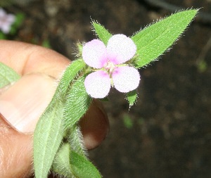  ( - BioBot11617)  @11 [ ] CreativeCommons - Attribution Non-Commercial Share-Alike (2010) Daniel H. Janzen Guanacaste Dry Forest Conservation Fund