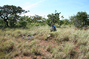  ( - BioBot11729)  @11 [ ] CreativeCommons - Attribution Non-Commercial Share-Alike (2010) Daniel H. Janzen Guanacaste Dry Forest Conservation Fund