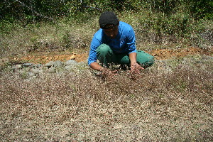  ( - BioBot11737)  @11 [ ] CreativeCommons - Attribution Non-Commercial Share-Alike (2010) Daniel H. Janzen Guanacaste Dry Forest Conservation Fund