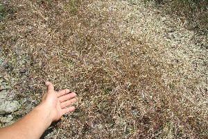  ( - BioBot11737)  @11 [ ] CreativeCommons - Attribution Non-Commercial Share-Alike (2010) Daniel H. Janzen Guanacaste Dry Forest Conservation Fund