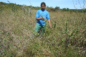  ( - BioBot11745)  @11 [ ] CreativeCommons - Attribution Non-Commercial Share-Alike (2010) Daniel H. Janzen Guanacaste Dry Forest Conservation Fund