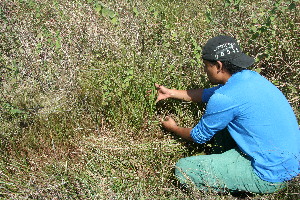  ( - BioBot11746)  @11 [ ] CreativeCommons - Attribution Non-Commercial Share-Alike (2010) Daniel H. Janzen Guanacaste Dry Forest Conservation Fund